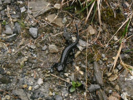 alpensalamander