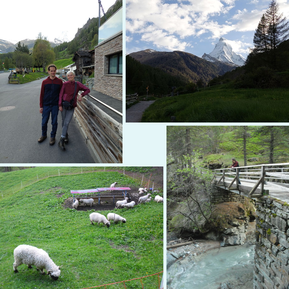 onderweg naar Zum See; daar komen we vandaag niet meer; aparte schapen; bij de Zmuttbach